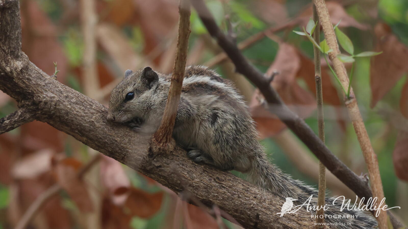 Squirrel resting along a tree branch