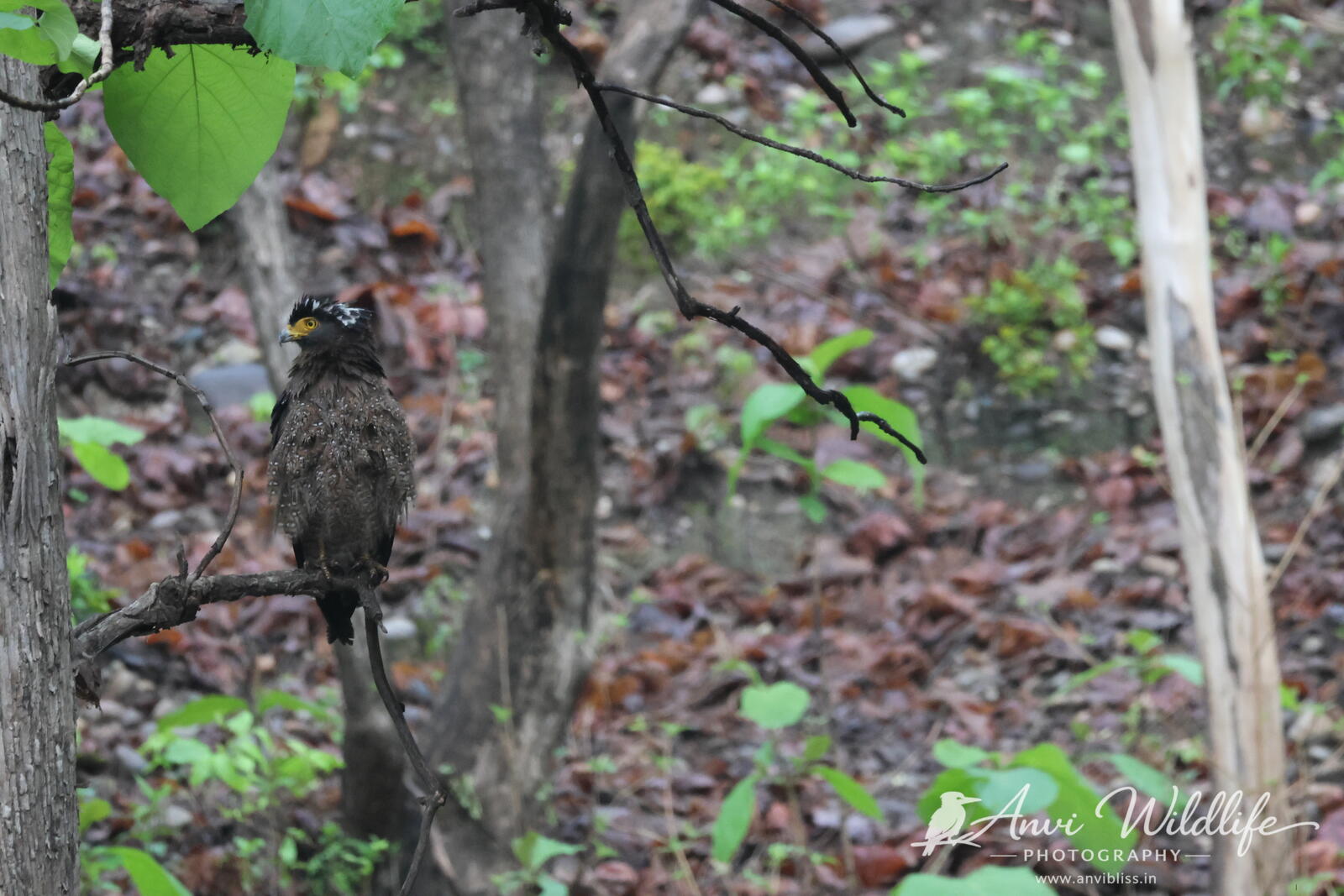 A forest animal moving through dense woodland