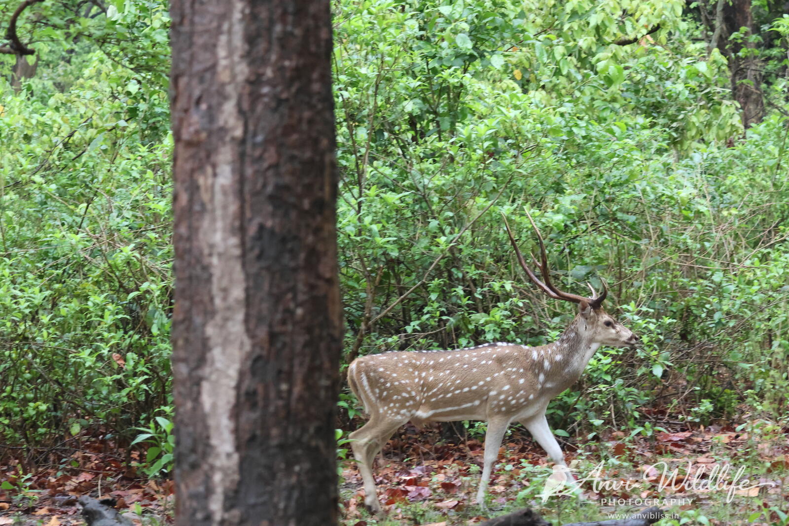 Spotted deer walking through a green forest