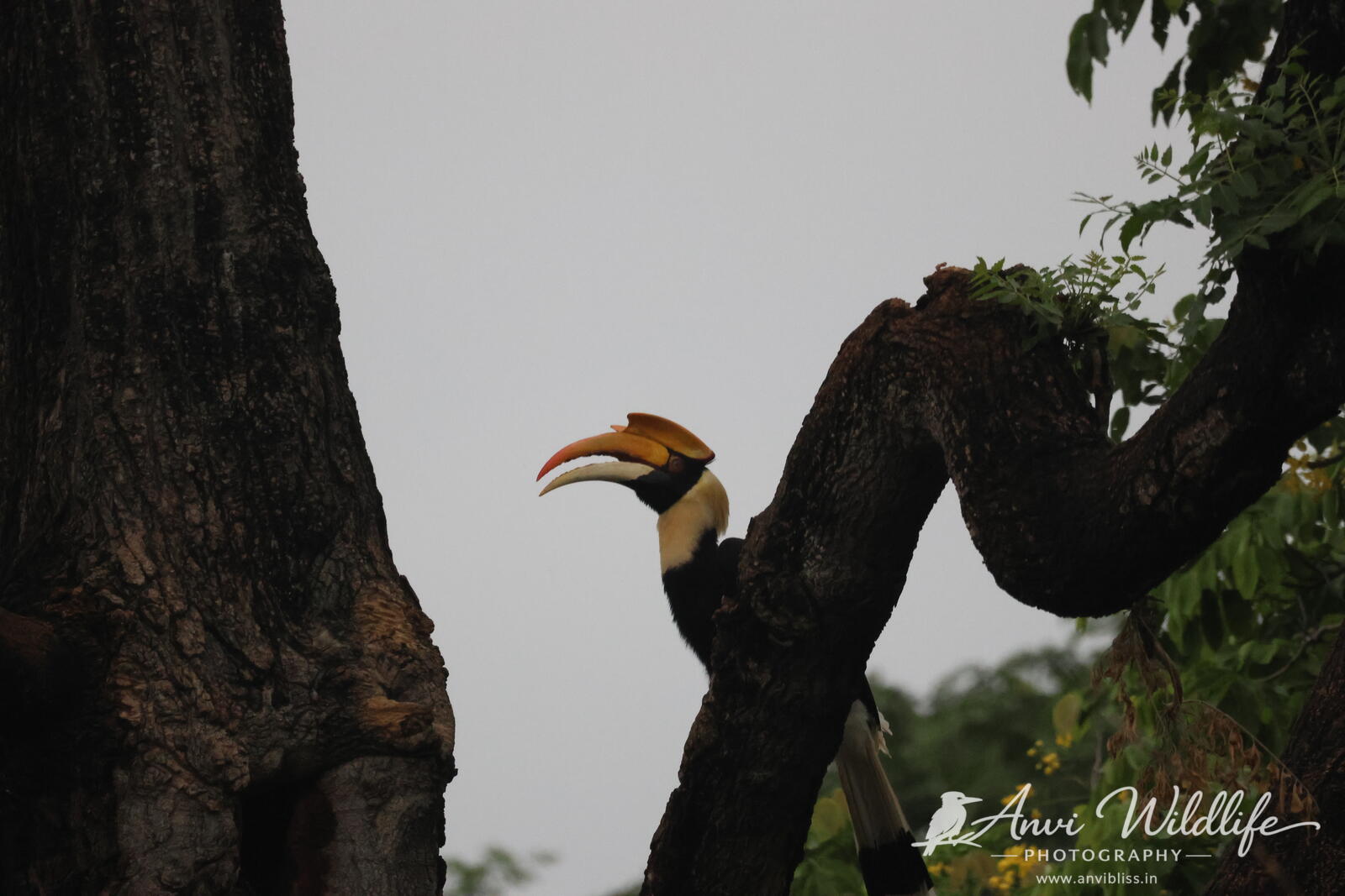 Hornbill looking out from a tree branch