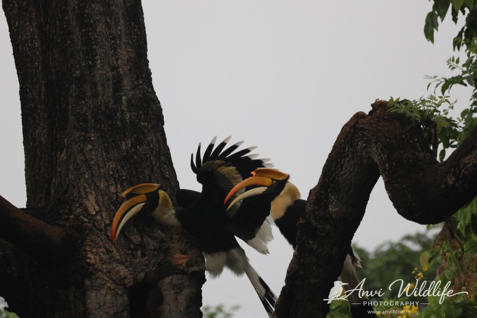 Hornbill perched on a tree branch
