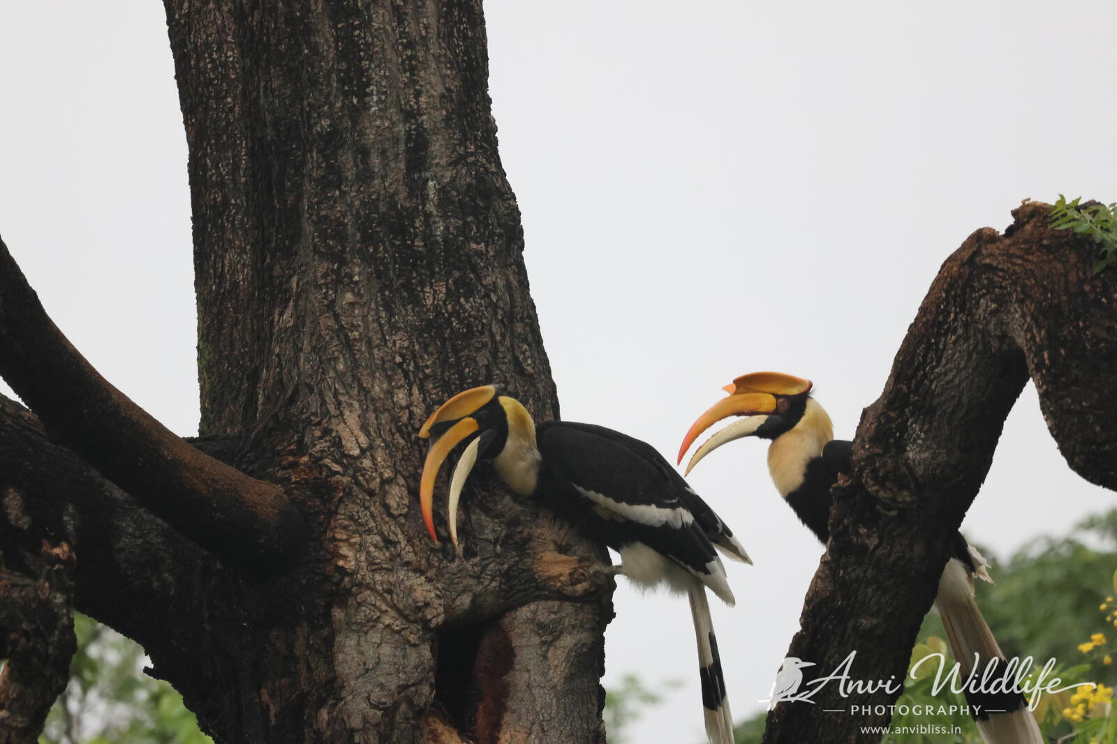 Hornbills gathered on a tree branch