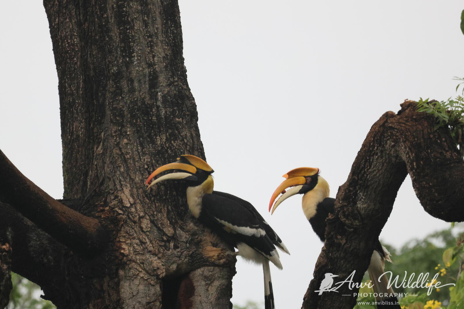 Hornbills resting on a tree