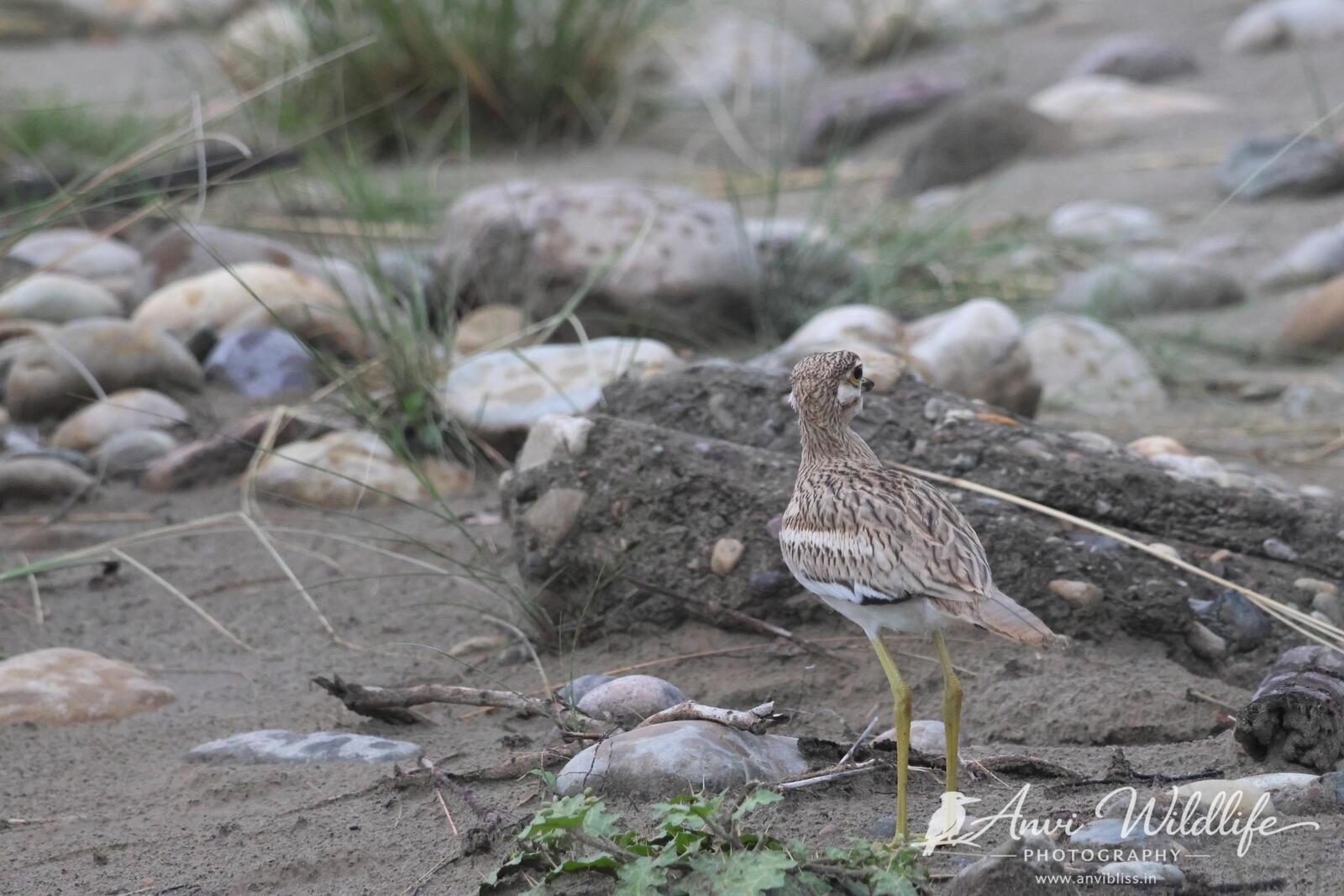 Bird walking between smooth river stones