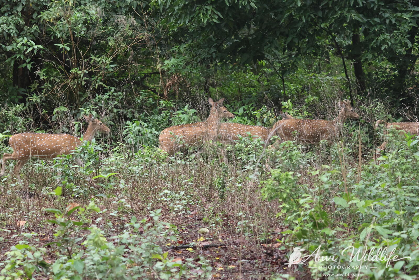 Deer moving across a woodland clearing