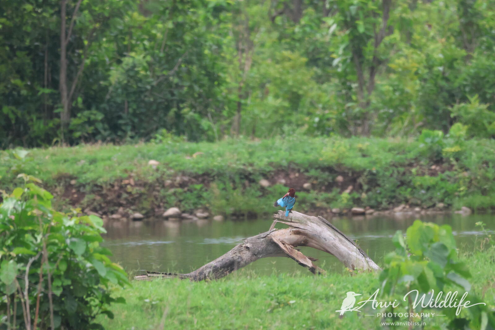Bird walking between smooth river stones