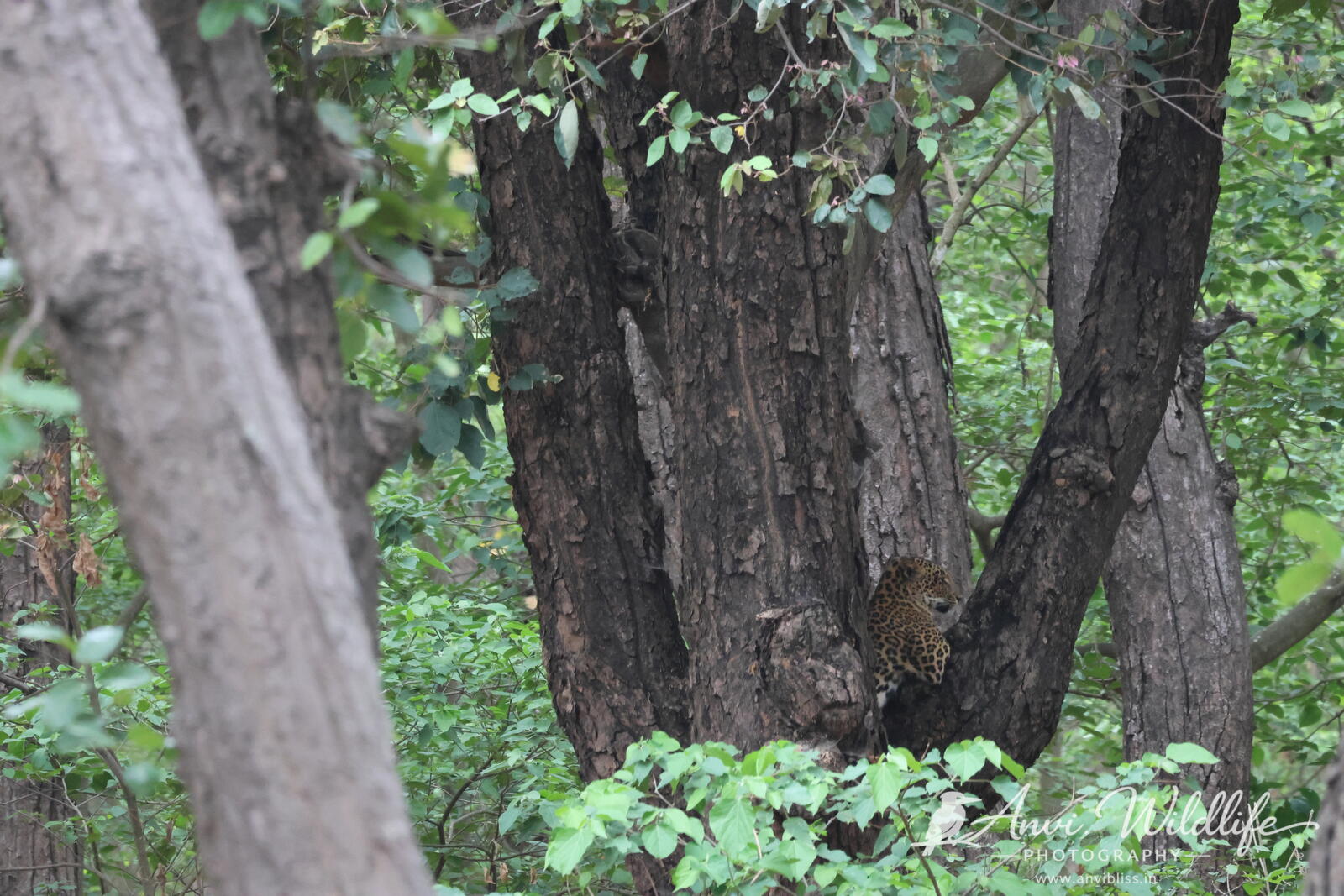 Tree trunk and forest foliage