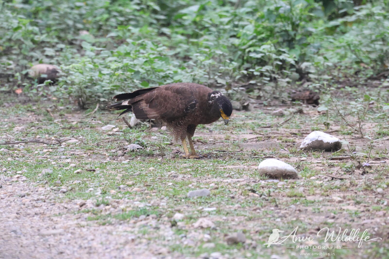Wild animal foraging on the forest floor