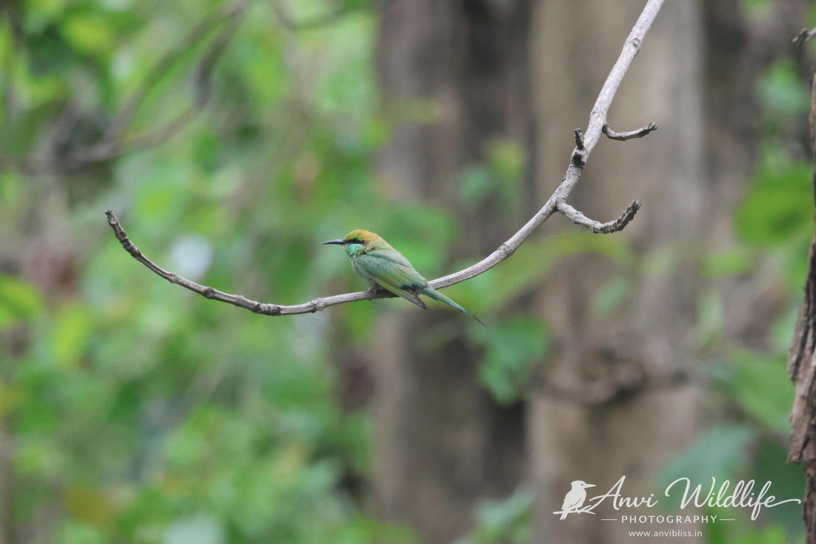 Small bird surrounded by soft green foliage