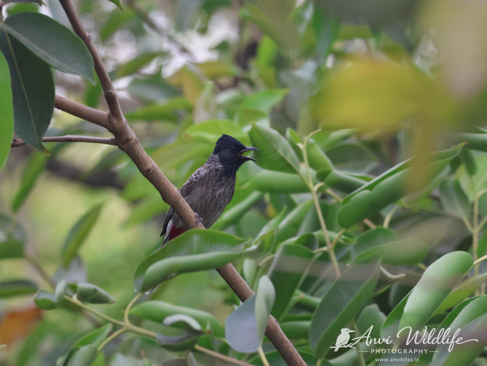 Bird perched among soft green foliage