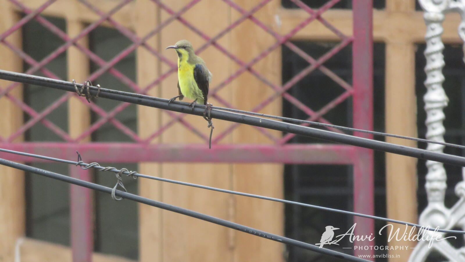 Yellow bird perched against a warm background