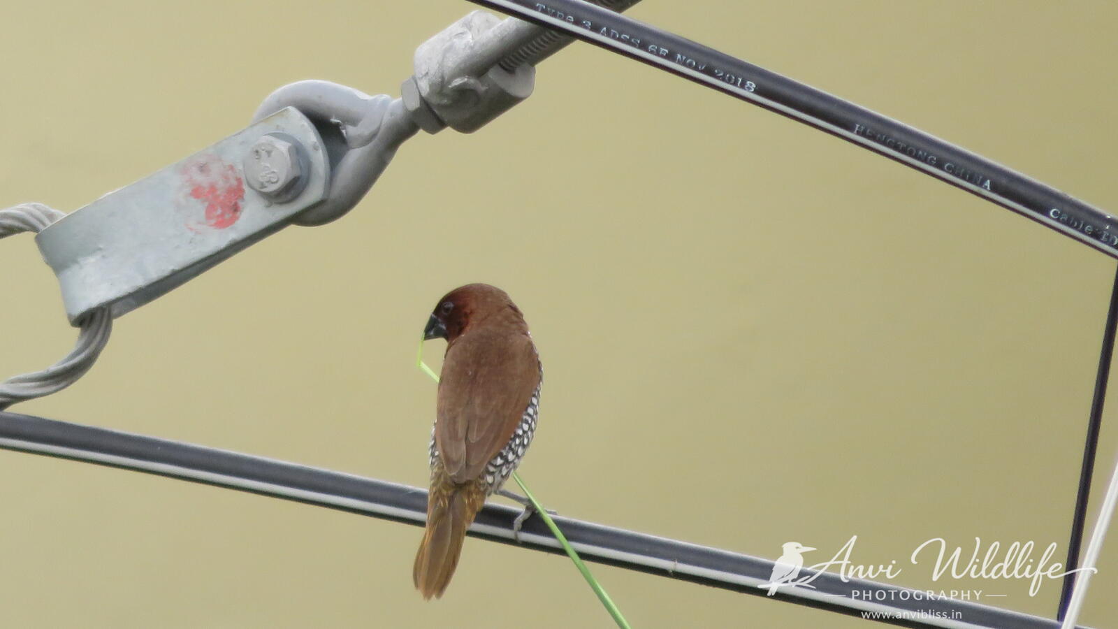 Sparrow perched on a wire
