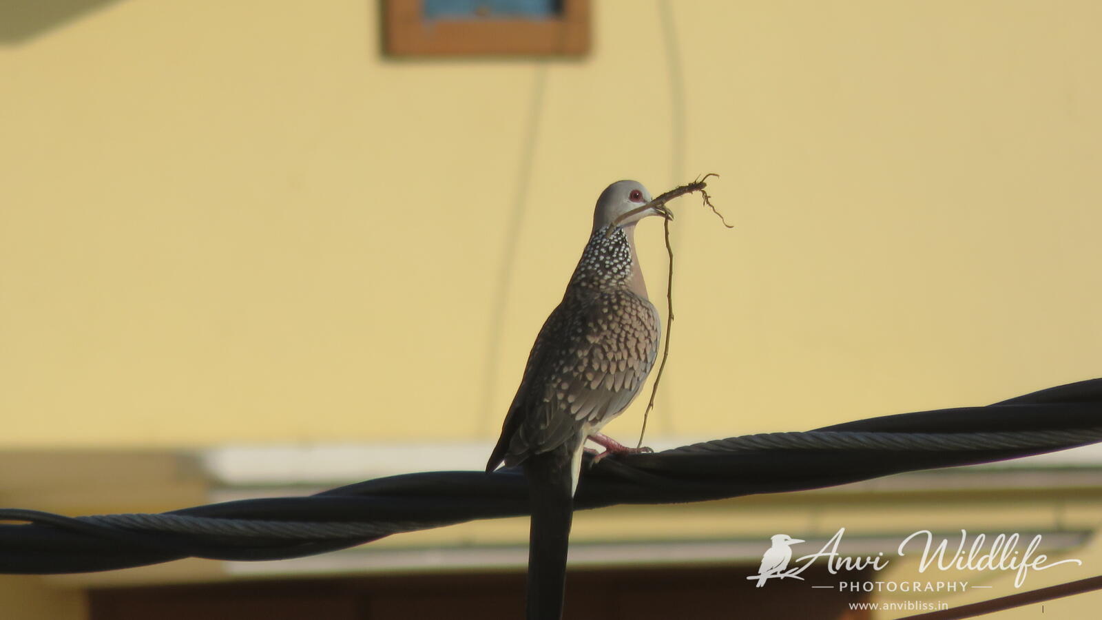 Bird perched on a cable in morning light