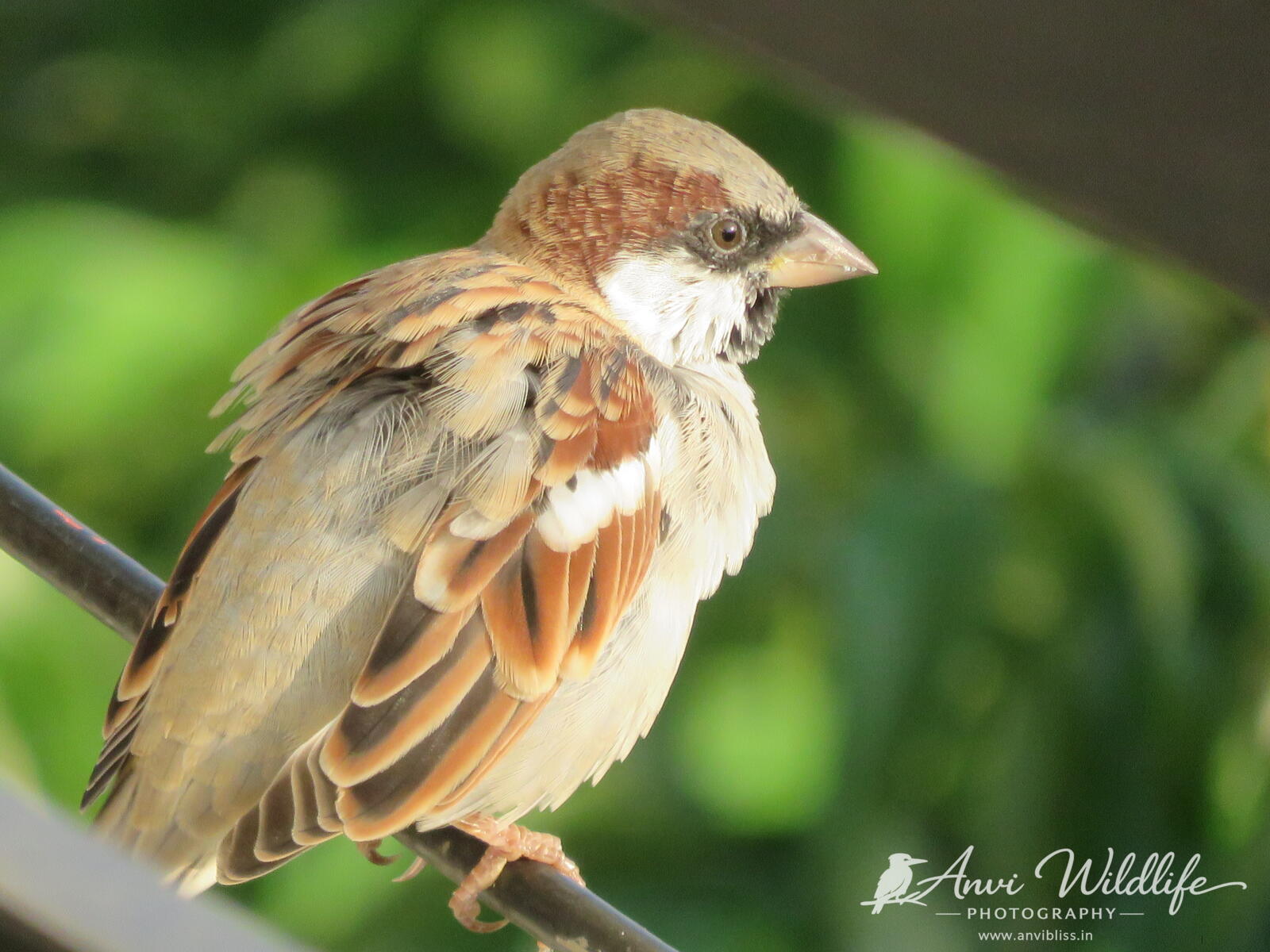 Sparrow resting on a branch in warm sunlight